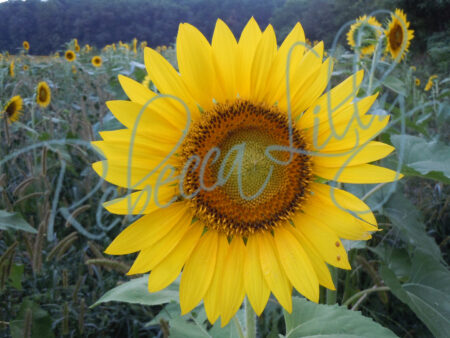 Sunflower 9470