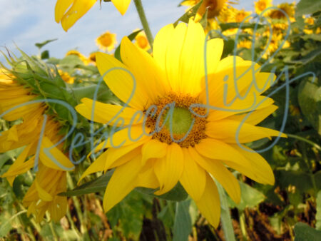 Sunflower 9479