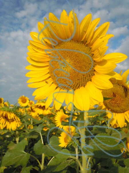 Sunflower 9527
