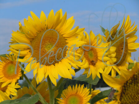 Sunflower 9533