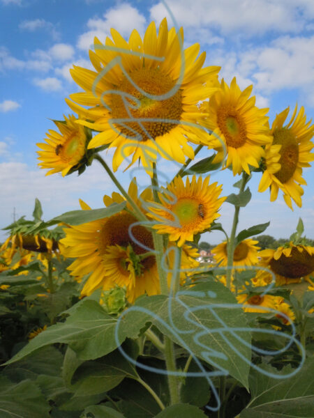 Sunflower 9537