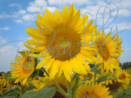 Sunflower 9540