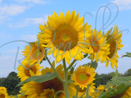 Sunflower 9541
