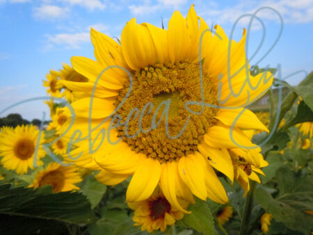 Sunflower 9556