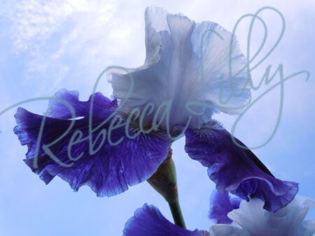 Spring Blossom 2 | Iris 9570
