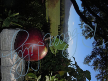 Apple & Pears 9784