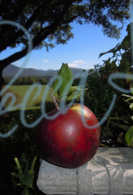 Apples 9787