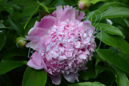 Pink Peony