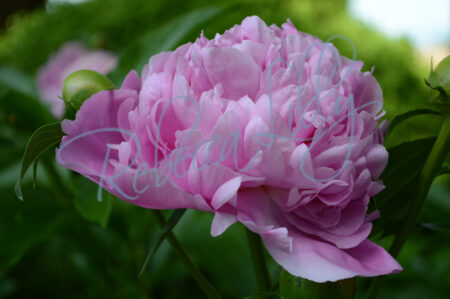 Pink Peony 200