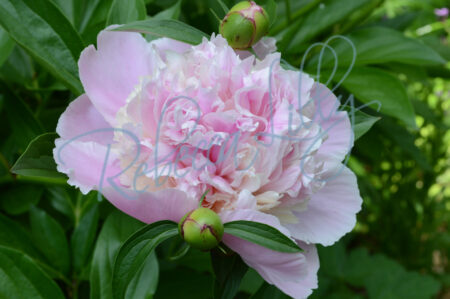 Light Pink Peony 215