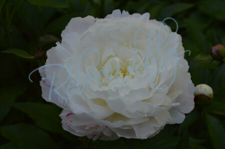 White and Light Pink Peony 224