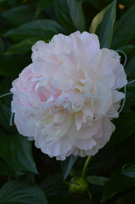 White and Light Pink Peony 239