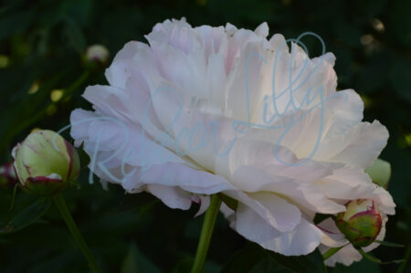 White and Light Pink Peony 243