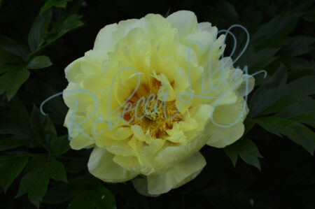Yellow Peony 268