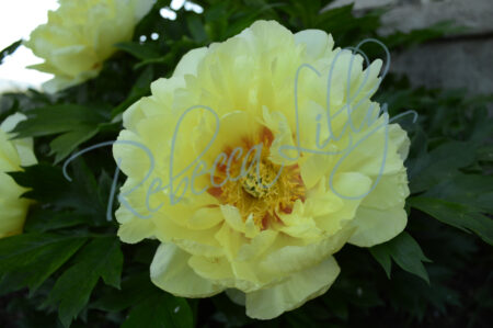 Yellow Peony 303