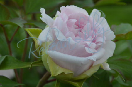 Peonies 235
