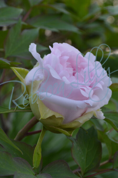 Peonies 299