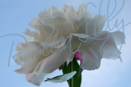 Peonies 654