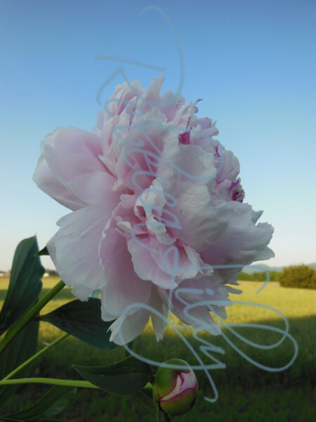 Peonies 1209