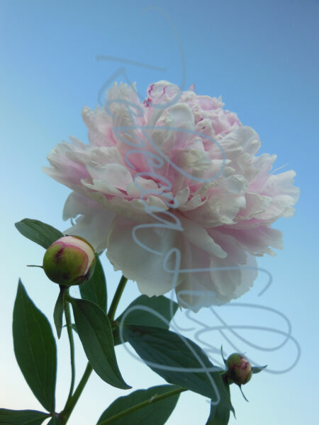Peonies 1210