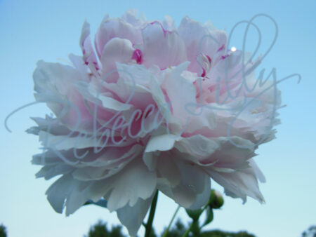 Peonies 1286