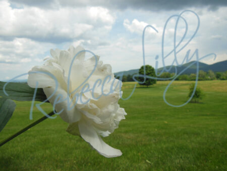 Peonies 1346