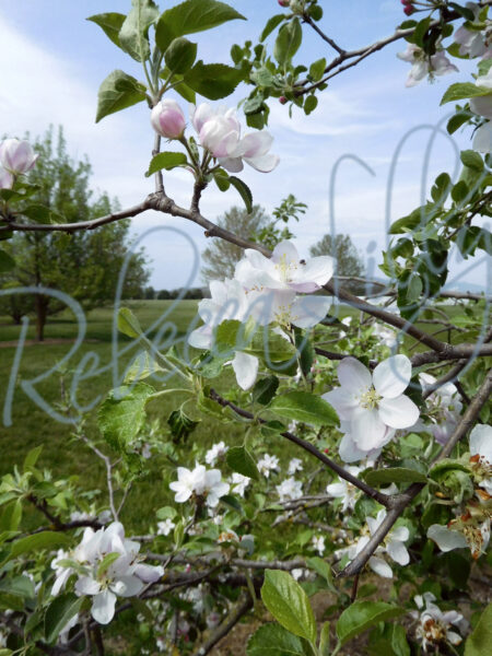 Spring Blossom II 7801