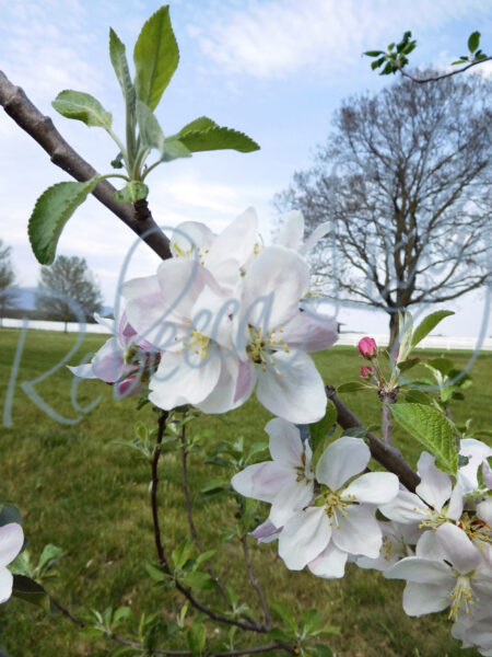 Spring Blossom II 7878