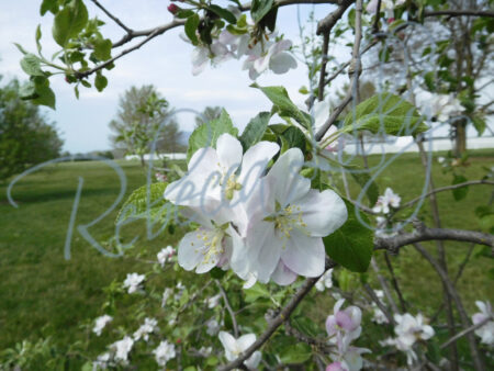 Spring Blossom II 7892