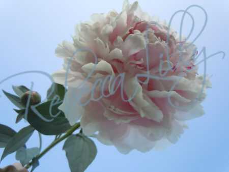 Peonies 8066