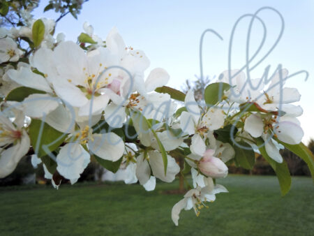 Spring Blossom II 8302