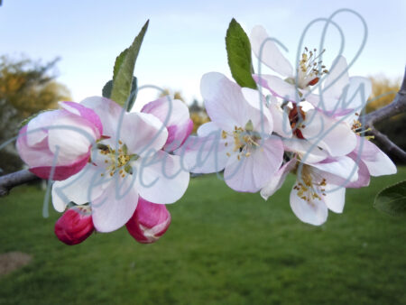 Spring Blossom II 8393