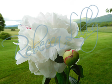 Peonies 9673