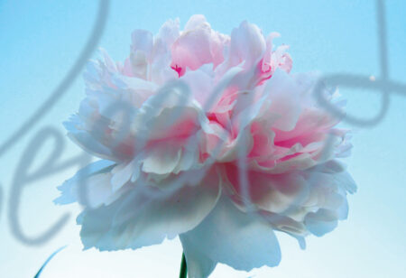 Peonies 1296