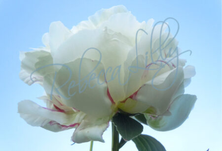 Peonies 8162