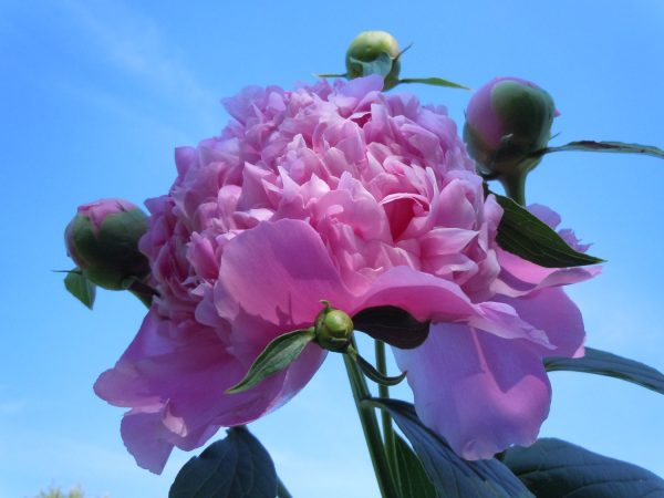 deep pink peony flower photo